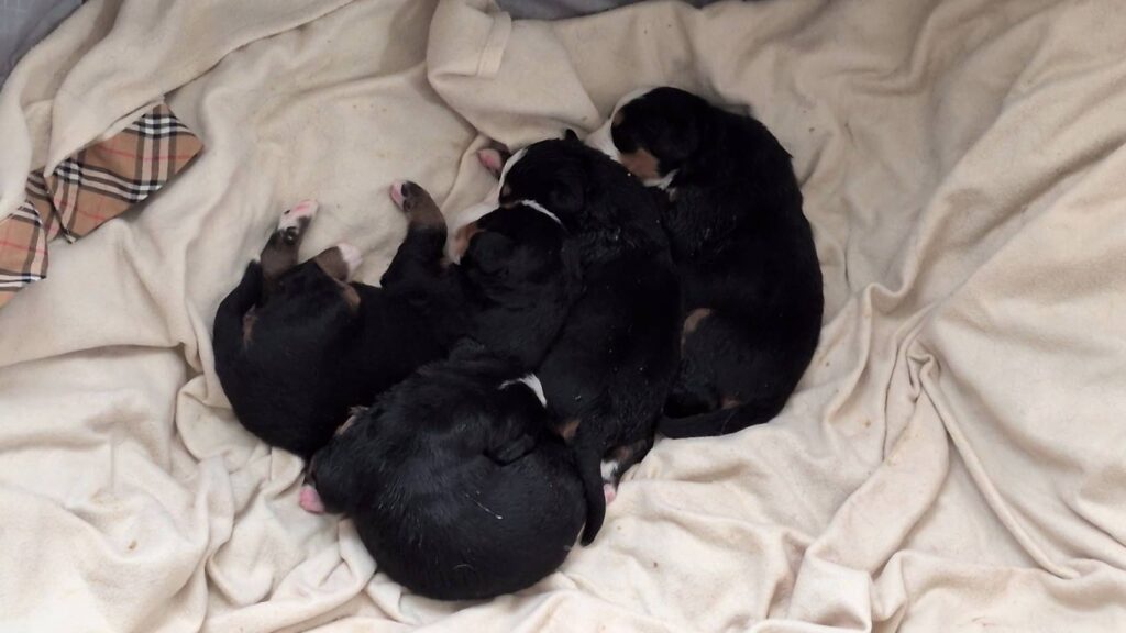 バーニーズの子犬が生まれました（男の子3頭・女の子1頭） 1